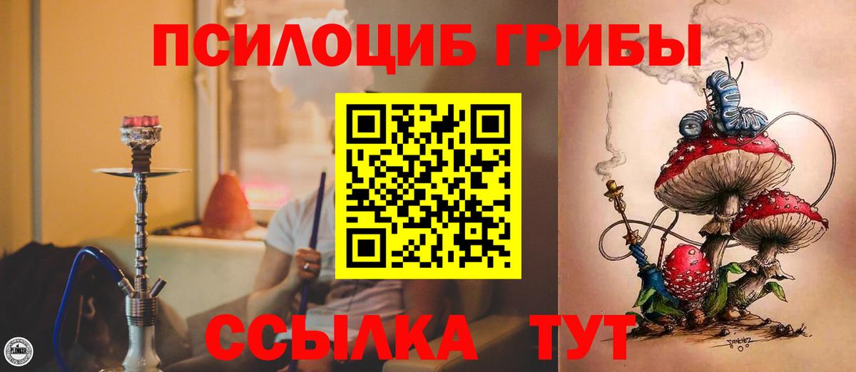 Черняховск  что такое   Вход с VPN  Псилоцибиновые грибы Psilocybe 
